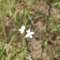 Striga angustifolia (D.Don) C.J.Saldanha